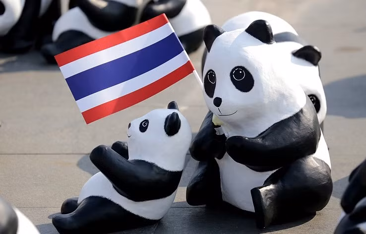 Ở góc độ nào, những con gấu trúc cũng thu hút được sự chú ý bởi sự đáng yêu của mình. (Nguồn Mythailandphotos)