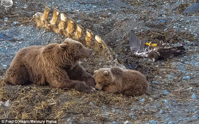 Tuy vậy, cái tát quá mạnh khiến nhiếp ảnh gia tin rằng, con đại bàng đã hoàn toàn gẫy lưng và nằm im, không thể bay, không thể đi được nữa. Một thời gian ngắn sau, chắc chắn nó sẽ làm mồi cho những kẻ đi săn khác.