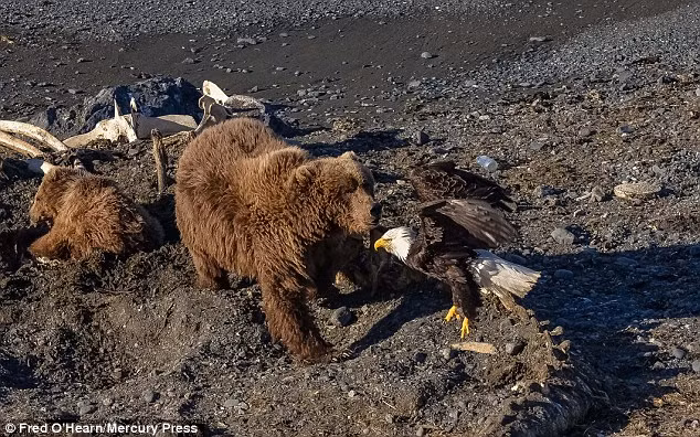 Nhiếp ảnh gia động vật hoang dã 63 tuổi, Fred O'Hearn đã chụp được những khoảnh khắc về màn tranh chấp thức ăn của đại bàng hói và gấu nâu tại Kodiak, Alaska vô cùng ấn tượng.