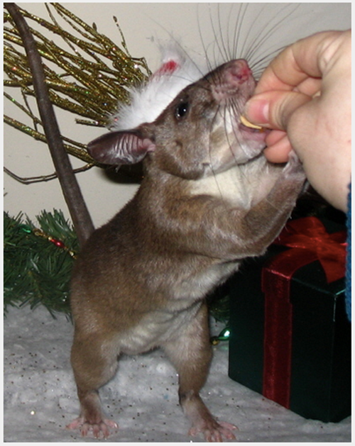 Nhờ chăm chỉ chạy bộ, rèn luyện thể lực, chú chuột này đã sở hữu cơ bụng sáu múi rất đáng ngưỡng mộ. (Theo Emgn)