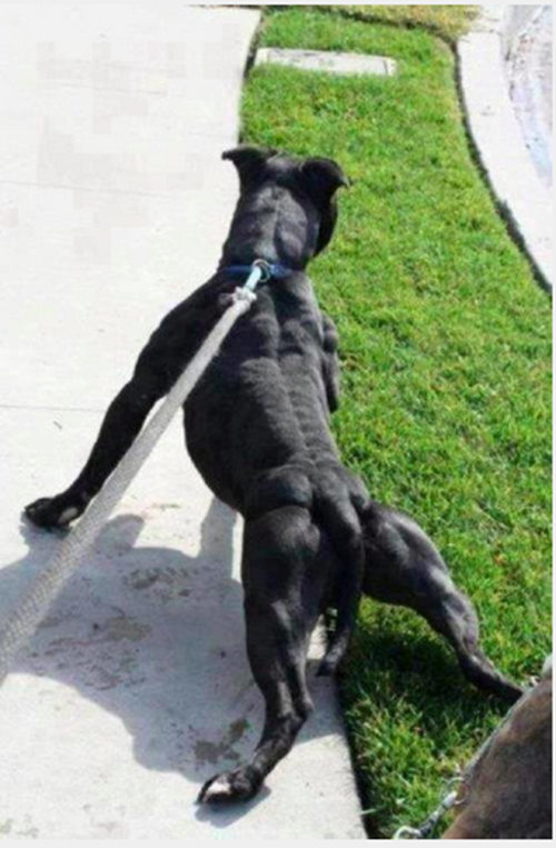 Sẵn sàng xòe tứ chi để thể hiện vẻ đẹp hình thể, chứng minh mình là một trong những soái ca động vật cơ bắp, chú chó này khiến nhiều người bật cười. (Theo Emgn)