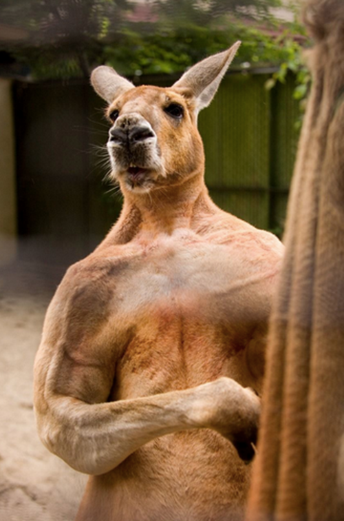 Là một trong những soái ca sáu múi nổi danh nhất trong thế giới động vật, chàng kangaroo vạm vỡ này không ngại khoe thân hình rắn rỏi, hút hồn fan nữ. (Theo Emgn)