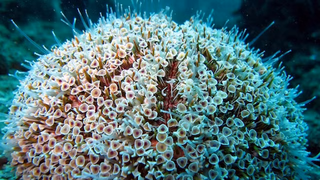 1. Nhím biển hoa Flower Urchin. Loài thủy quái được công nhận là loài nhím biển nguy hiểm nhất trên thế giới, để giết chết con mồi, nó tiêm vào con mồi một liều lượng lớn của ba loại nọc độc khác nhau với mục đích đáng sợ. Một loại làm tê liệt con mồi, một loại làm sốc phản vệ, một loại làm đông máu. Những con vật xấu số rơi vào tay nhím biển hoa sẽ phải chịu đựng một cái chết đau đớn, đáng sợ. (Theo Ranpets)