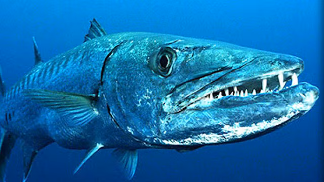 5. Cá nhồng Barracudas, là một họ cá vây tia được biết đến vì kích thước lớn, một số loài có chiều dài tới 1,85m và chiều rộng tới 30cm, rất hung dữ. Chúng là các loài cá săn mồi phàm ăn, săn theo kiểu phục kích hay nằm chờ, dựa vào sự bất ngờ và sự bùng nổ tốc độ trong thời gian ngắn (tới 43 km/h) để bắt mồi thay vì khả năng dùng mưu mẹo. Chúng cũng ăn cả những con cá đồng loại còn con và tấn công người. (Theo Ranpets)