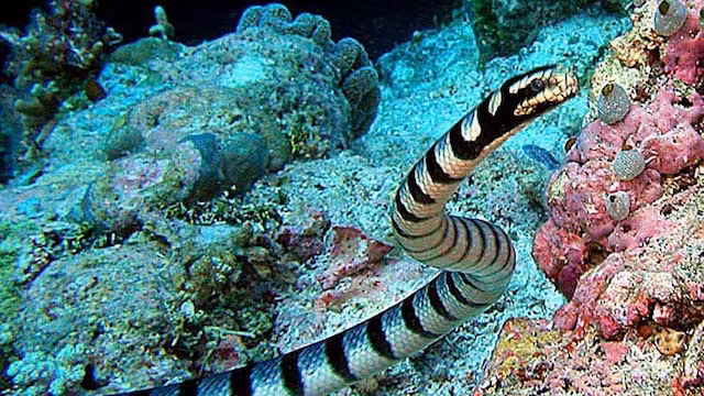 2. Rắn biển Banded, tên khoa học là Laticauda semifasciata, con thủy quái đáng sợ này là một trong 10 loài độc nhất trên thế giới. Nọc độc của rắn biển Banded cực kỳ mạnh, tàn phá nạn nhân từ trong ra ngoài. Các cơ bị phá hủy, các cơ quan nội tạng bị ăn mòn, cuối cùng nạn nhân sẽ chết trong đau đớn và tuyệt vọng. (Theo Ranpets)