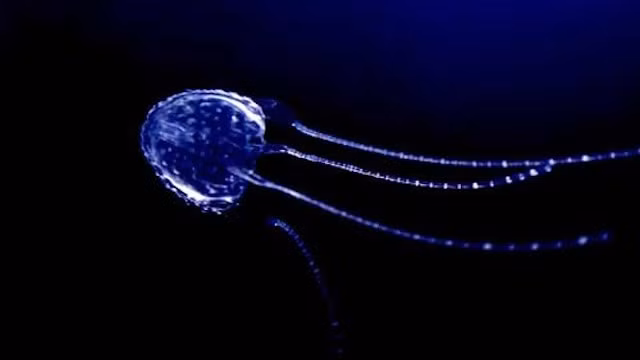 6. Sứa Irukandji, sứa Irukandji là loài sứa có kích thước nhỏ hơn một đồng xu, sở hữu một trong những nọc độc cổ nhất mà bạn đã từng nghe nói tới. Trúng độc của sứa Irukandji, nạn nhân sẽ bị đau dữ dội, buồn nôn, huyết áp cao đến mức nguy hiểm và nếu không được cấp cứu kịp thời, nạn nhân chắc chắn sẽ chết. (Theo Ranpets)