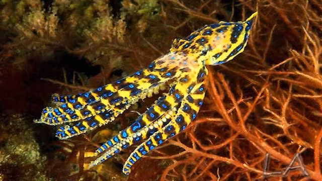 4. Bạch tuộc đốm xanh Blue-Ringed. Không có từ nào tốt đẹp để nói về nó khi loài bạch tuộc này mang nọc độc mạnh gấp 1.200 lần chất độc cyanide, lượng nọc độc đủ giết 26 người trưởng thành. Các vết cắn của bạch tuộc đốm xanh rất tinh tế, hầu hết mọi người không bao giờ thậm chí không biết họ bị trúng độc. Nọc độc của nó sẽ làm tê liệt toàn bộ hệ thống hô hấp, vì vậy bạn không thể gọi giúp đỡ. Nhưng bởi vì nó không ảnh hưởng đến não, bạn vẫn hoàn toàn nhận thức được tất cả mọi thứ đang diễn ra, nhận thức được mình đang chết. Nếu không được giải độc kịp thời, chia buồn là bạn sẽ có cái chết rất kinh khủng. (Theo Ranpets)