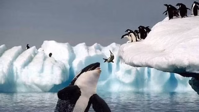 11. Cá voi sát thủ, là loài Cá voi có răng thuộc họ cá heo đại dương cũng là loài cá heo lớn nhất trong họ, loài động vật có vú ăn thịt hung dữ nhất đại dương. Chúng cũng được gọi là Sói biển, cá heo đen, cá heo lớn và không có kẻ thù tự nhiên. Ngay cả cá mập trắng lớn, nỗi kinh hoàng của con người, cũng là con mồi của loài cá sát thủ này. (Theo Ranpets)