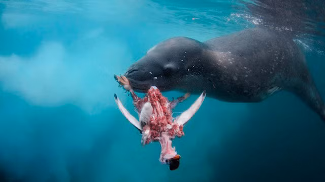 3. Hải cẩu báo, đừng nói hải cẩu báo đáng yêu bạn sẽ phải hối hận. Loài thủy quái gây kinh hoàng này đi săn và giết thịt chim cánh cụt với tất cả sự tàn bạo của một sát thủ Khmer Đỏ. Chúng xé xác những con chim cánh cụt xấu số ngay trước mắt đồng loại như một ví dụ cho những con chim khác, đe dọa, khủng bố tinh thần bầy chim cánh cụt. Thậm chí hải cẩu báo còn khiến chim cánh cụt mẹ khóc thét khi thản nhiên róc thịt cánh cụt con ngay trước mặt cánh cụt mẹ. (Theo Ranpets)