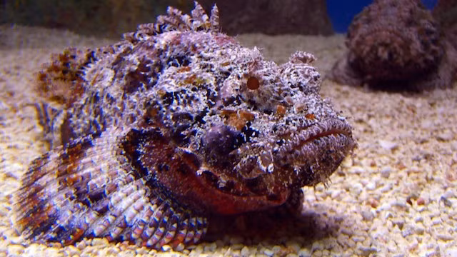 7. Cá mặt quỷ, khô chỉ có ngoại hình xấu xí, tính cách và nọc độc của loài cá này cũng vô cùng nguy hiểm, độc của nó được liệt vào danh sách những chất độc mạnh nhất hành tinh. Cá mặt quỷ không làm tổn thương bạn nhiều, bạn có thể không nhìn thấy nó, không biết nó ở đó và mình đã bị trúng độc. Chỉ khi độc phát, bạn mới hốt hoảng thì đã muộn, nếu được cứu chữa kịp thời bạn sẽ thấy khiếp đảm loài cá này, còn nếu không rất có thể bạn sẽ chết mà không biết lý do mình chết. (Theo Ranpets)