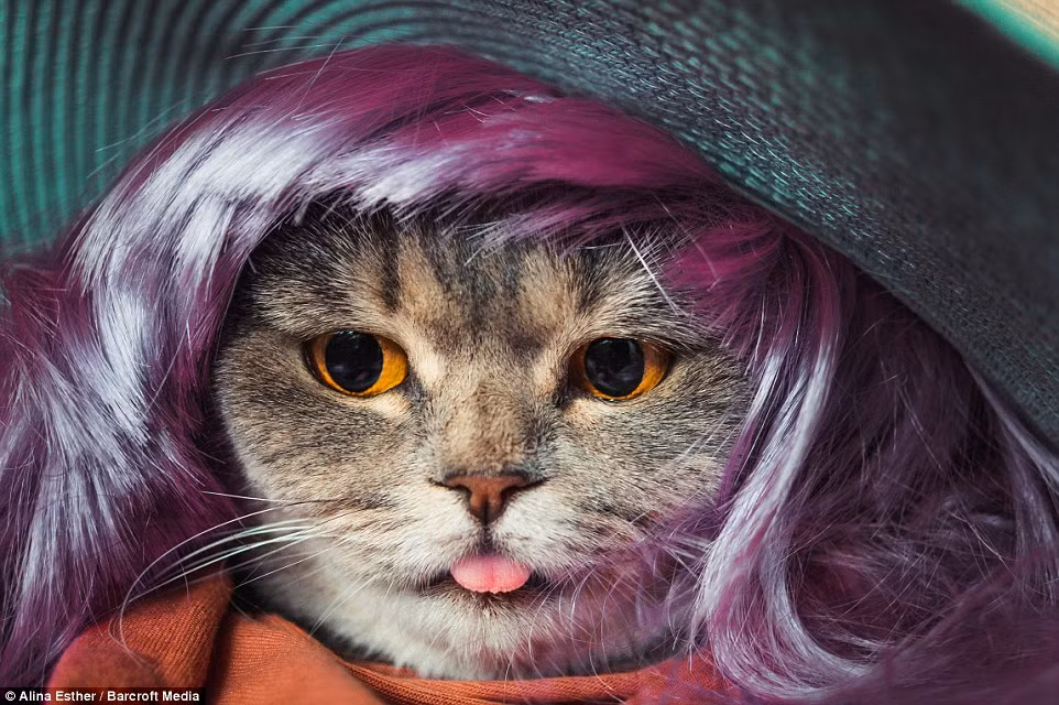 Trang Instagram cá nhân của cô mèo lè lưỡi sở hữu hàng chục ngàn người theo dõi. Mỗi bức ảnh của Melissa có hàng ngàn lượt like và chia sẻ.