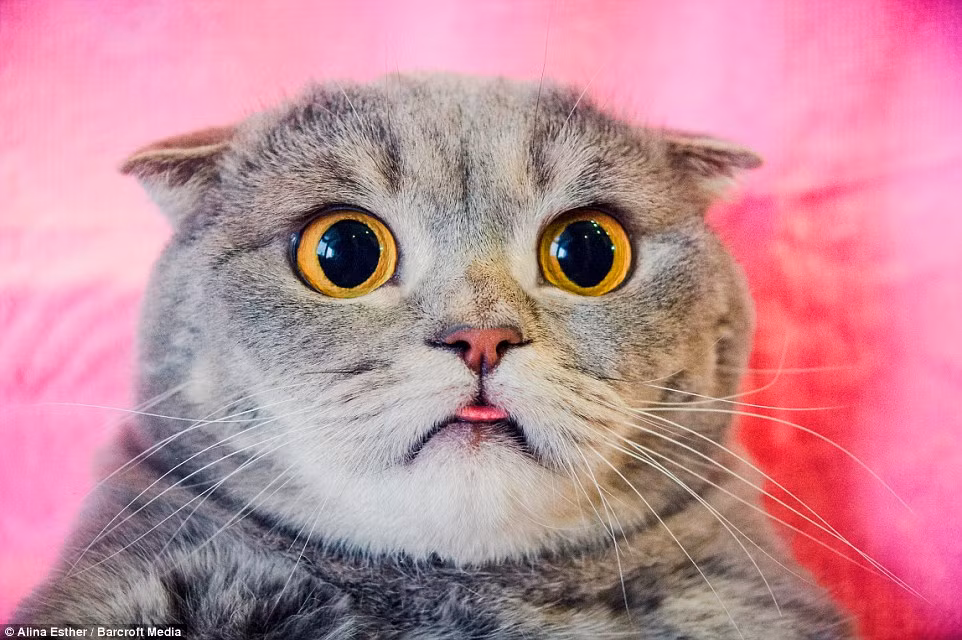 Hiện, cô mèo Einstein - Melissa đang sống với cô chủ Alina Esther ở Volgograd, Nga và cực kỳ nổi tiếng trong khu vực.