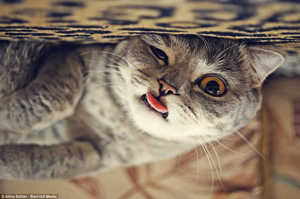 Từ khi còn nhỏ xíu đến khi trưởng thành, Melissa luôn được cô chủ Alina chăm sóc, chụp cho những bức ảnh dễ thương để đời.