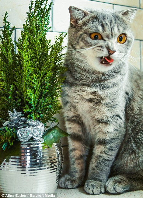 Càng lớn, biểu cảm trên khuôn mặt của Melissa càng phong phú hơn, khiến nhiều người thích thú hơn. Theo Alina, sự nổi tiếng của Melissa đã giúp đỡ được rất nhiều người, những chủ sở hữu có mèo cưng của họ bị chẩn đoán mắc chứng Osteochondrodysplasia liên lạc với Alina để hỏi han kinh nghiệm chữa trị, nuôi dưỡng.