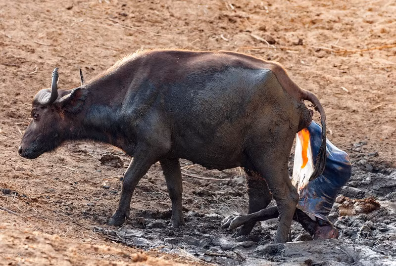 Lấy hết sức bình sinh, trâu mẹ rặn thật mạnh và sinh hạ thành công đứa con mang nặng đẻ đau của mình. (Theo Sina)