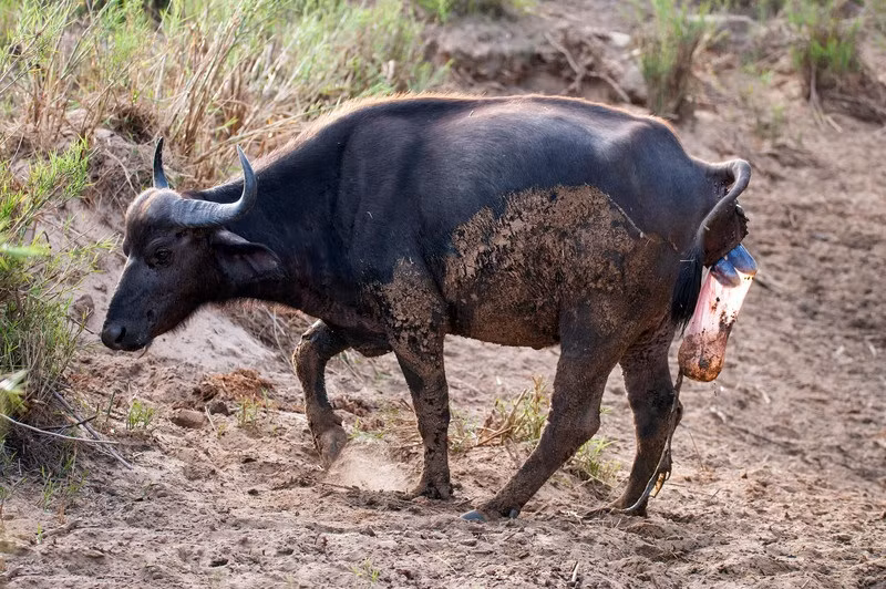 Sau đó dường như quá đau, nó liên tục thay đổi vị trí, lúc nằm lúc đứng. (Theo Sina)