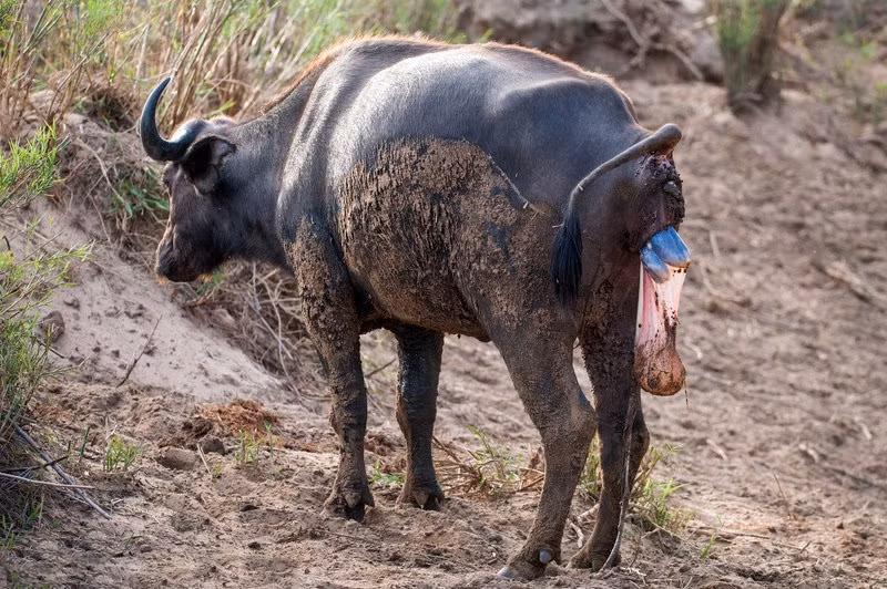 Lúc đầu, trâu rừng cái cố hết sức để đứng vững và lên gân để rặn. (Theo Sina)