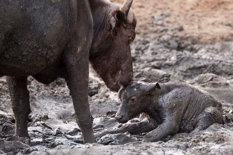 Trải qua quá trình sinh đẻ tự nhiên đau đớn như tra tấn, cuối cùng trâu mẹ cũng tự hào khi đã sinh hạ con mình an toàn. Không có lấy một giây nghỉ ngơi, nó quay lại liếm láp cho bé con của mình một cách đầy yêu thương. (Theo Sina)