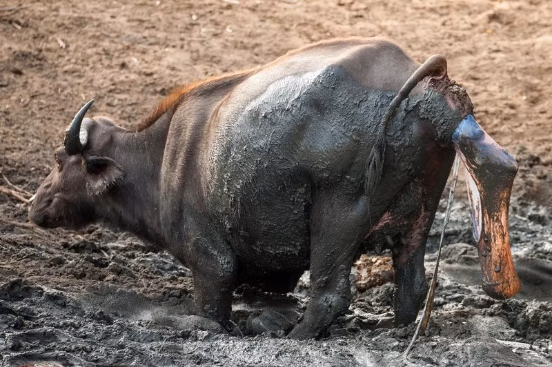Cuối cùng, trâu rừng quyết định sinh con mình trong một vũng bùn đặc, có lẽ sự mát mẻ của vũng bùn khiến nó dễ chịu hơn một chút và khi ra đời, nghé con rơi xuống cũng êm ái hơn nền đất khô cứng. (Theo Sina)