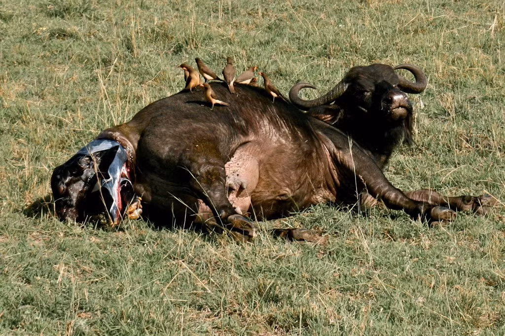 Trong tự nhiên, rất ít nhiếp ảnh gia động vật hoang dã có may mắn chụp được khoảnh khắc sinh đẻ tự nhiên của trâu rừng diễn ra thiêng liêng và ngoạn mục như thế này. (Theo HDimagelib)