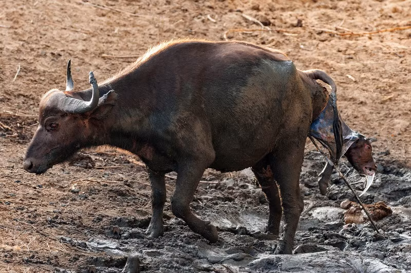 Những hình ảnh chụp cận cảnh màn sinh đẻ hoang dã của trâu rừng cho thấy, không có bất cứ một sự giúp đỡ nào, con trâu rừng phải tự mình vượt cạn, gồng mình rặn đẻ, thay đổi đủ mọi tư thế để giảm thiểu đau đớn. (Theo Sina)