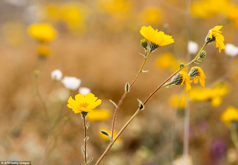 Vườn quốc gia Thung lũng Chết cũng được coi là nơi nóng nhất và khô nhất ở Bắc Mỹ, nó đang nắm giữ kỷ lục về nhiệt độ cao nhất từng được ghi nhận tại Mỹ, đó là khi mức nhiệt độ đạt 56,6 độ C vào năm 1913.