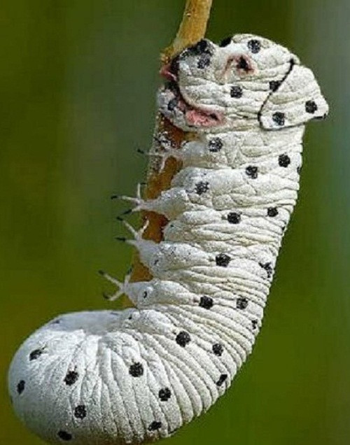 Con lai của sâu với chó đốm sẽ khiến bất kỳ loài chim nào cũng phải kiêng dè. (Theo Emgn)