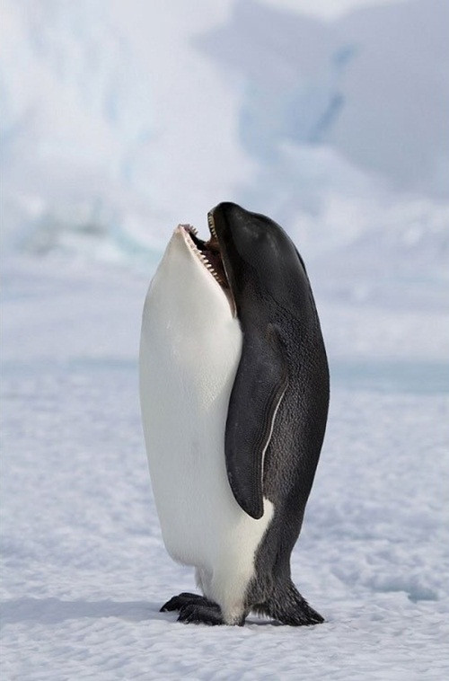 Khi chim cánh cụt lai với cá kình, chúng sẽ cho ra đời một con thủy quái thế hệ mới, nỗi khiếp sợ của những con hải cẩu. (Theo Emgn)