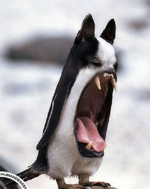 Hình ảnh của một con quái vật lai giữa mèo rừng và chim cánh cụt sẽ khiến loài động vật này không hề vô hại nữa, chúng có thể cắn đứt lìa tay bạn với cái mồm rộng ngoác kia. Nhưng thực tế quái vật lai này và những quái vật lai được giới thiệu sau đây chỉ là sản phẩm của photoshop. (Theo Emgn)