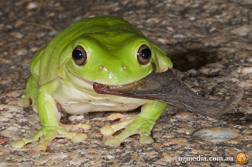 Sau khi tiêu hóa con rắn nhỏ, nếu vẫn chưa cảm thấy đã, ếch cây xanh sẵn sàng tráng miệng bằng một con dơi.