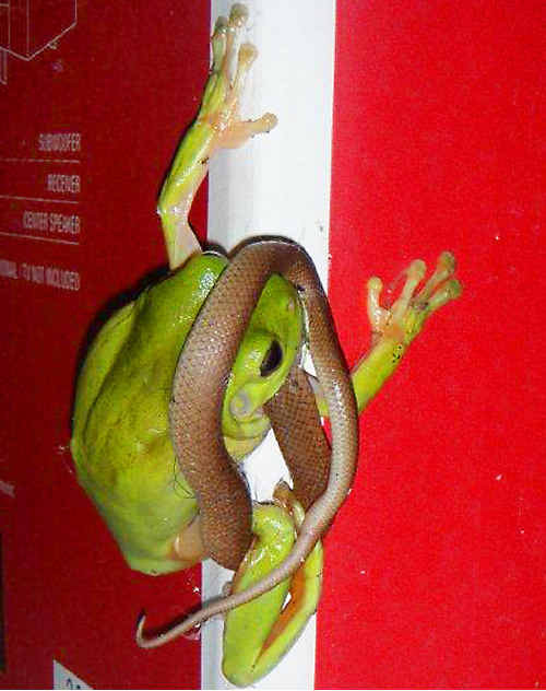 Tuy vậy, ít người biết rằng loài ếch cây xanh đáng sợ đến mức nào. Thực tế, ở Australia, rất nhiều người đã sợ đến "xanh mắt" khi chứng kiến loài ếch xanh cắn nuốt rắn một cách ngon lành.