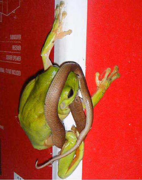 Tuy vậy, ít người biết rằng loài ếch cây xanh đáng sợ đến mức nào. Thực tế, ở Australia, rất nhiều người đã sợ đến "xanh mắt" khi chứng kiến loài ếch xanh cắn nuốt rắn một cách ngon lành.