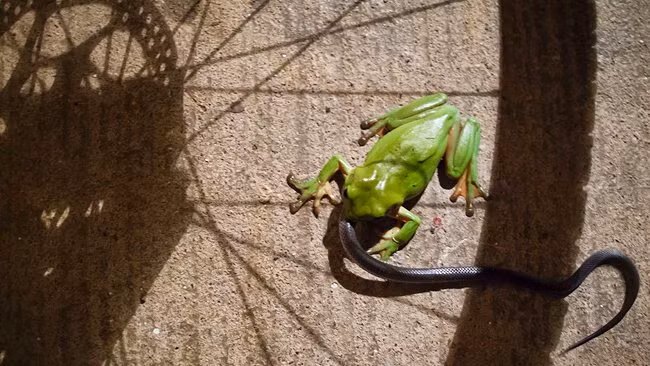 Da của loài ếch cây xanh nguy hiểm này có chứa độc tố có thể làm tê liệt con mồi, giúp nó dễ dàng săn bắt và tiêu hóa con mồi.