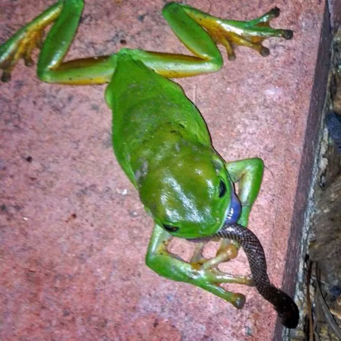 Không chỉ là những con rắn thường, loài ếch cây xanh dữ tợn này có thể "làm thịt" được cả những con rắn độc gây khiếp đảm cho loài người.