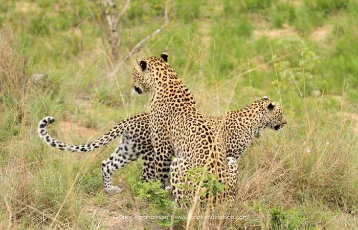 Tuy vậy, báo hoa mẹ không ăn một mình, nó còn có việc quan trọng hơn là ăn tươi nuốt sống con lợn rừng con nhỏ bé.