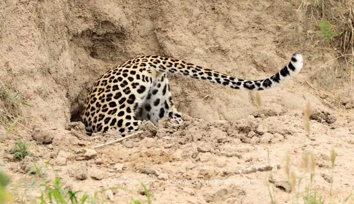 Không màng nguy hiểm, báo hoa mai mẹ cúi người bò vào hang của lợn rừng.