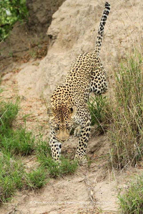 Vào buổi sáng ở một gò đất nhỏ, báo hoa mai mẹ luôn dỏng tai nghe ngóng đã phát hiện ra một tiếng động lạ trong lòng đất.