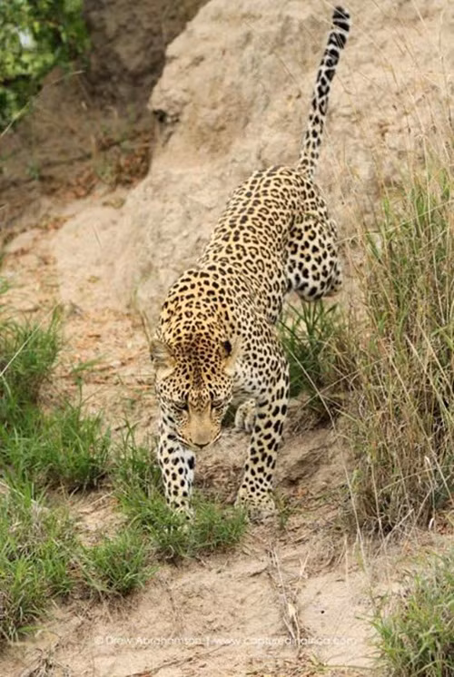 Vào buổi sáng ở một gò đất nhỏ, báo hoa mai mẹ luôn dỏng tai nghe ngóng đã phát hiện ra một tiếng động lạ trong lòng đất.