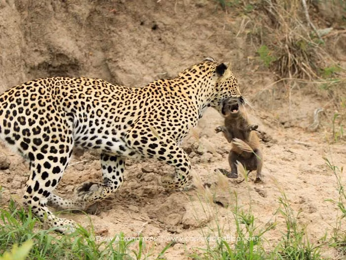 Mặc cho lợn rừng con đau đớn la hét, hoảng sợ tột độ vì bị tách ra khỏi mẹ, báo hoa mai cắn chặt đầu lợn rừng con lôi đi, không để cho lợn rừng mẹ có cơ hội nhận ra và đuổi theo.