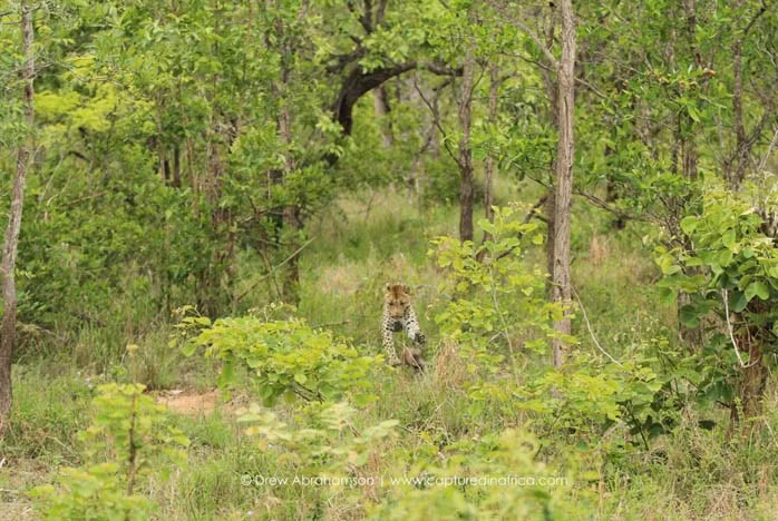Tuy vậy, con lợn rừng con không phải là đối thủ của một con báo hoa mai ranh mãnh, đã lão luyện, thành thạo nghệ thuật săn mồi.