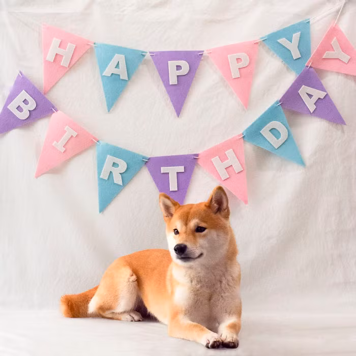 Nana vừa tròn 2 tuổi vào thứ Năm vừa qua. Cô chó được chủ nhân tổ chức một buổi tiệc mừng sinh nhật đáng nhớ.