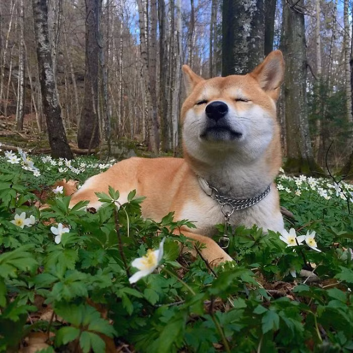 Từ khi còn bé, Nana đã chứng minh được rằng mình là một con chó rất biết cách hưởng thụ cuộc sống. Nana luôn lạc quan trong bất kỳ hoàn cảnh nào, cô nàng luôn tìm ra cách để khiến bản thân và cô chủ vui vẻ.