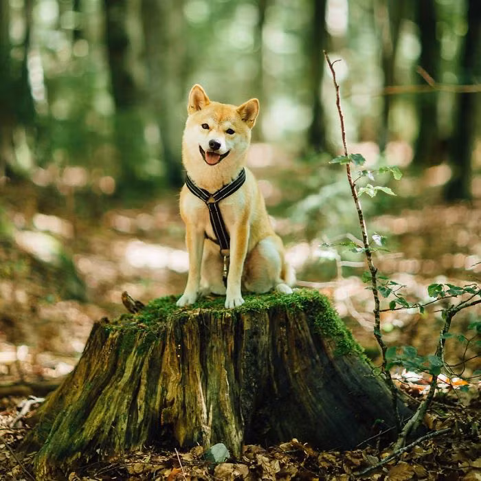 Tuy chẳng mấy chau chuốt, cầu kỳ nhưng những bức ảnh của Nana lại cực kỳ thu hút bởi sự chân thực, giàu cảm xúc.