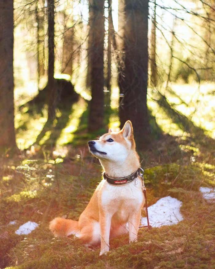 Hiện đang sống cùng cô chủ ở Na Uy, cô chó vui vẻ Nana thường xuyên được cô chủ dắt đi dạo chơi trong những cánh rừng tuyệt đẹp.