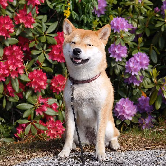 Là một nhiếp ảnh gia nghiệp dư, Christine luôn cố gắng chụp cho cô chó đáng yêu Nana những bức ảnh xinh đẹp, ấn tượng nhất.