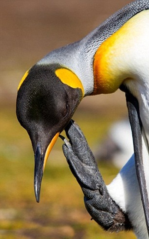 Chính thế khi ngứa ngáy, chim cánh cụt đáng thương chỉ có thể dùng những vuốt nhỏ ở chân để làm giảm cơn ngứa.