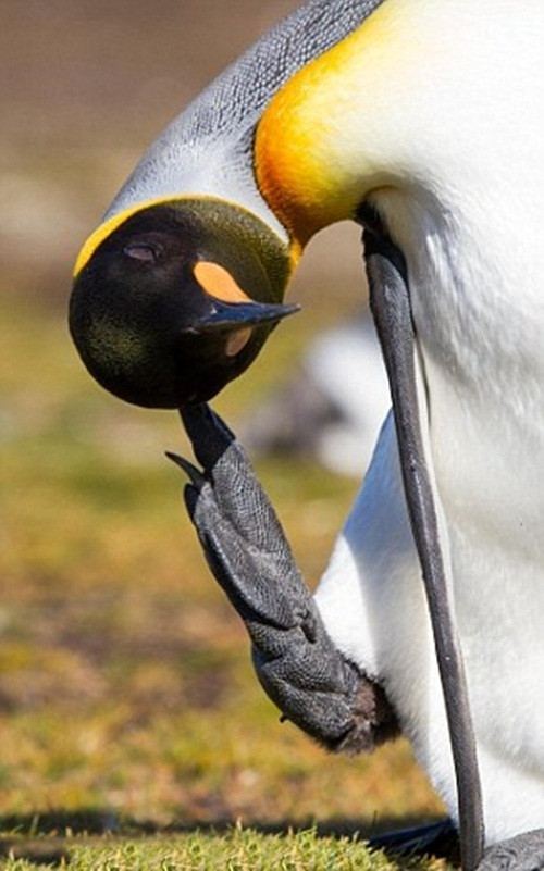 Mặc dù vậy, chân chúng lại chỉ ngắn một mẩu, thân hình béo tròn quay nên ngoài việc uốn éo, cong vẹo để chân chạm đến đầu, cánh cụt không thể làm khác.