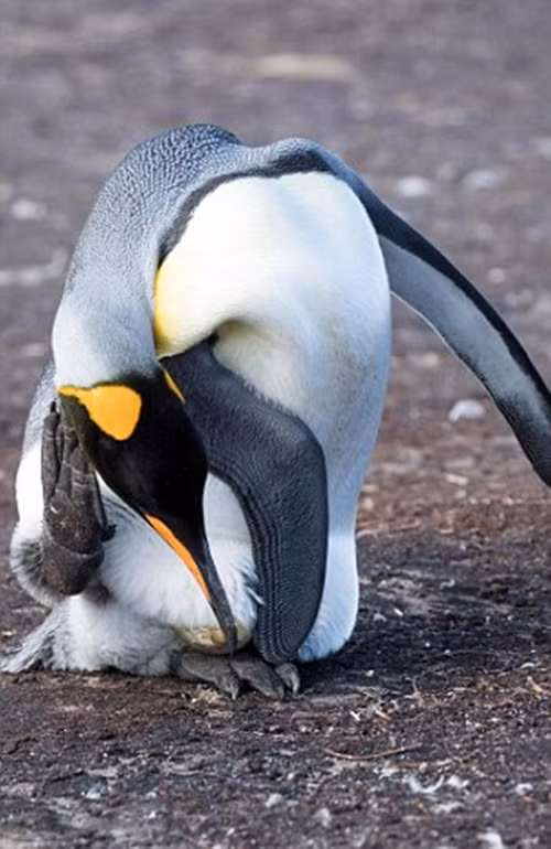 Nhìn thì có vẻ khó khăn nhưng kỳ thực cánh cụt rất thoải mái khi uốn cong người để gãi đầu, chúng thường xuyên làm vậy mỗi khi rảnh rỗi, không phải đi kiếm ăn và tụ họp.