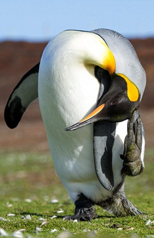 Dáng đứng "cong vẹo cột sống" của con chim cánh cụt hoàng đế khiến bất cứ ai nhìn thấy cũng phải bật cười.