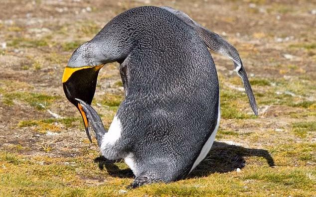 Nhiều người đã ví dáng đứng gãi đầu "ngố tàu" của chim cánh cụt hoàng đế là một hình tượng Yoga mẫu mực trong thế giới động vật.